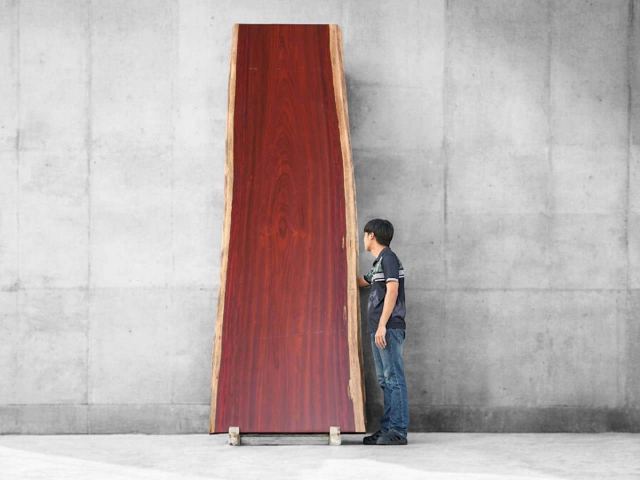 African Padauk P.06/3 มุมด้านหน้าพร้อมคนยืนเทียบสัดส่วน